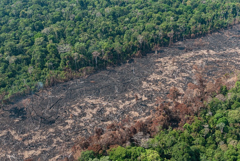Nos 10 meses de 2022, alertas de desmatamento na Amazônia tem pior marca desde 2019