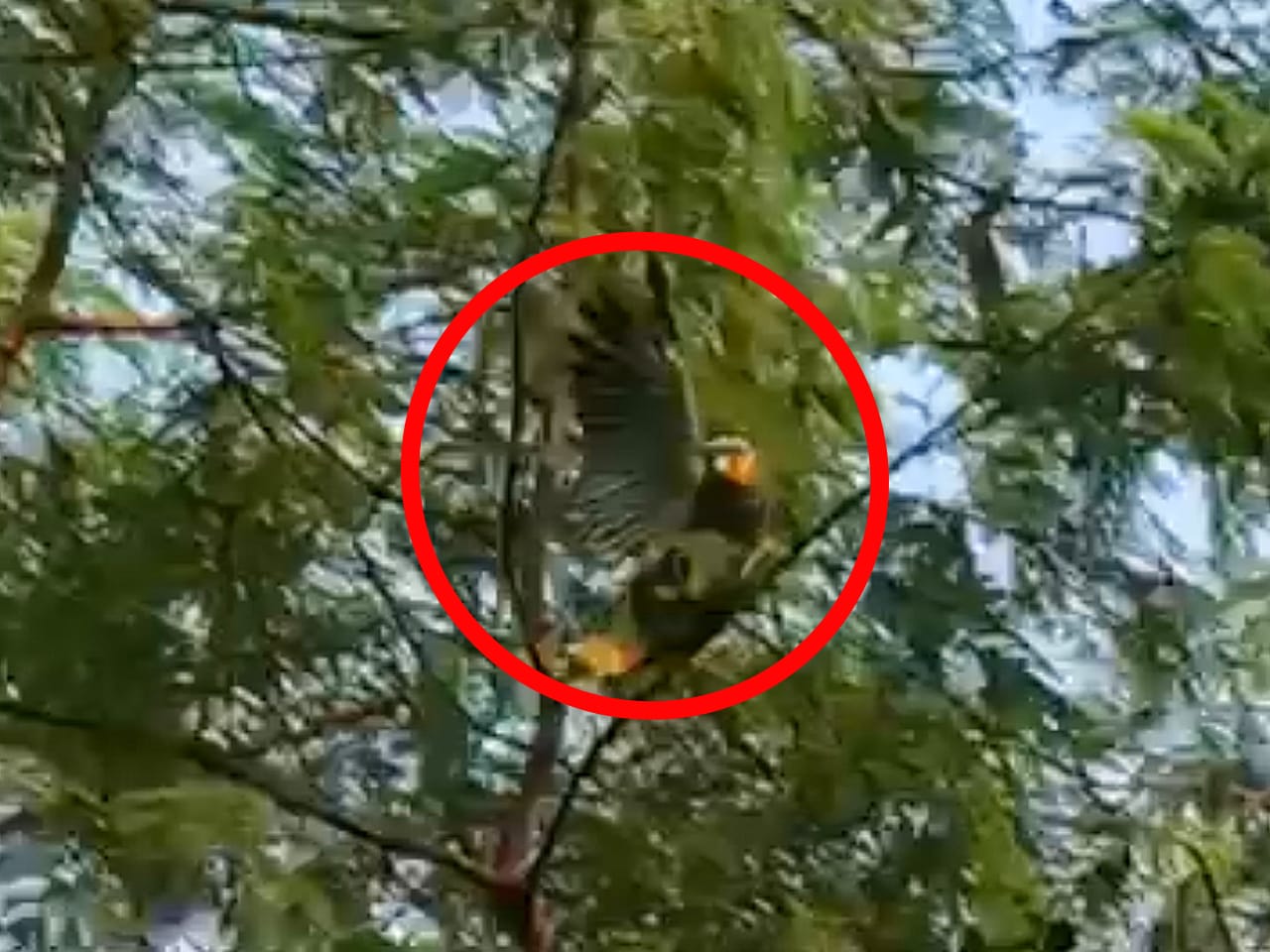 Vídeo: Papagaio fica preso em linha de cerol e pendurado em árvore em Manaus