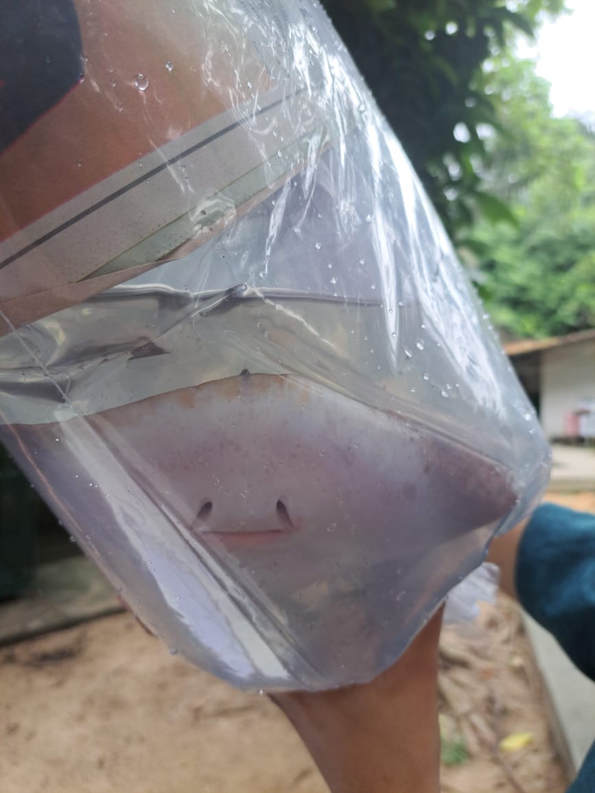 Ibama resgata arraias que seriam transportadas do aeroporto de Manaus para São Paulo