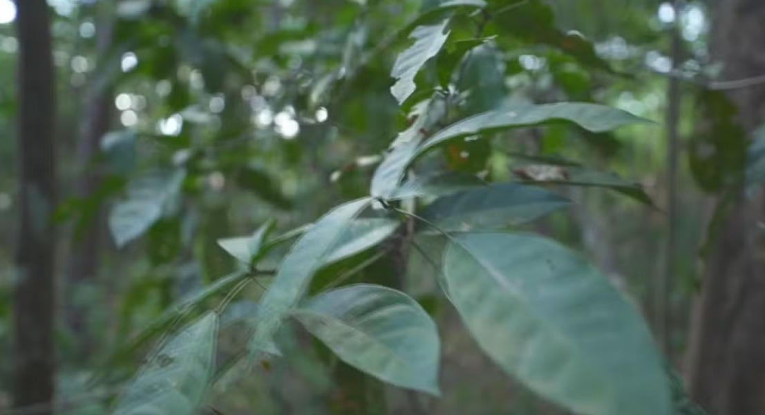 Cientistas identificam planta que descontamina solos com metais pesados 