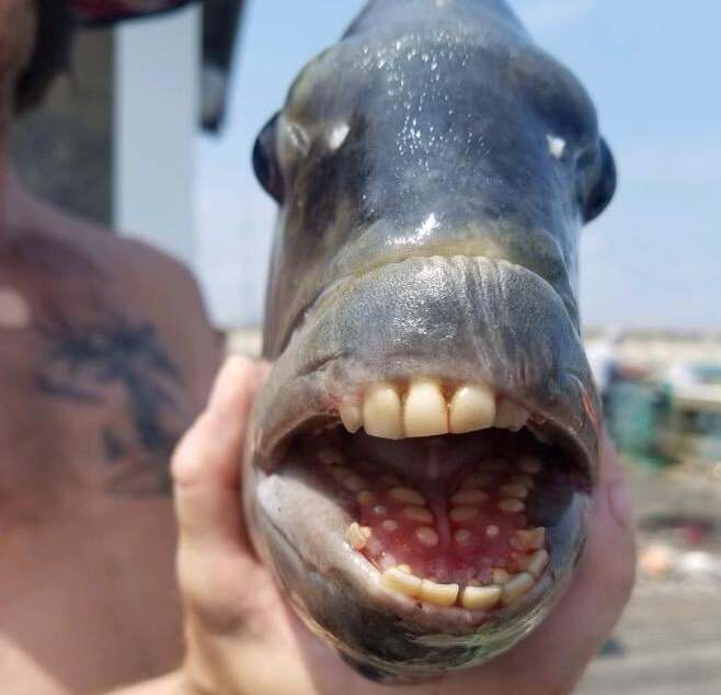 Peixe com dentes humanos é encontrado por pescadores nos EUA