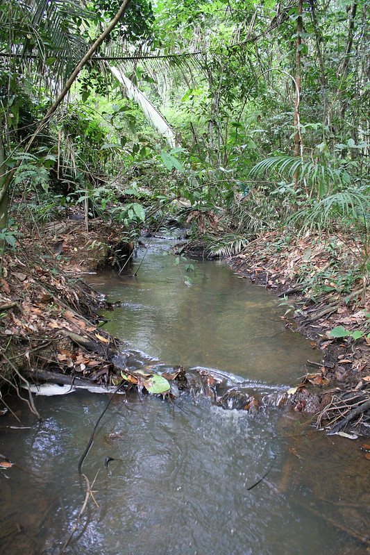 Homem é achado morto em igarapé após tentar fugir com drogas de traficante em Manaus