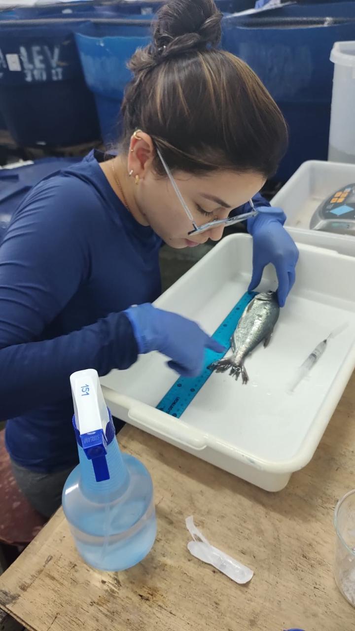 Tambaquis e matrinxãs: pesquisas no exterior prometem revolucionar aquicultura do Amazonas