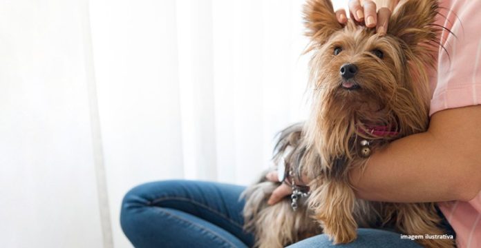 Condomínio não pode aplicar pena à dona de cães que não perturbam a vizinhança