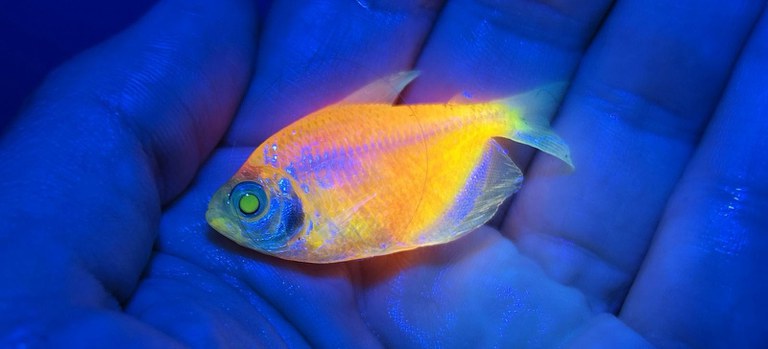 Operação do Ibama mira comércio ilegal de peixes geneticamente modificados