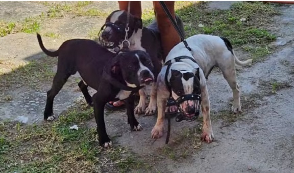 Donos de pitbulls que atacaram escritora são presos