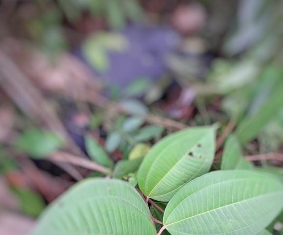 Com sinais de tortura, jovem que estava desaparecido é encontrado morto no Tarumã