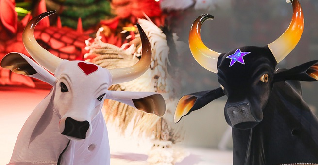 Festival de Parintins: conheça a história da disputa entre os Bois Garantido e Caprichoso