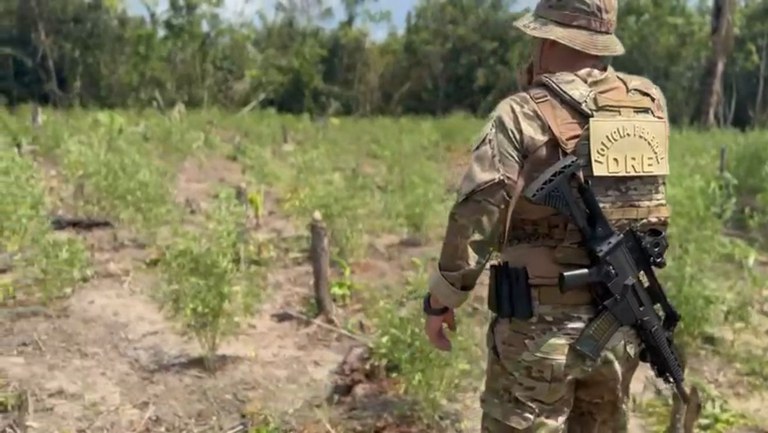 PF destrói 8 mil pés de maconha em plantações clandestinas no Amazonas