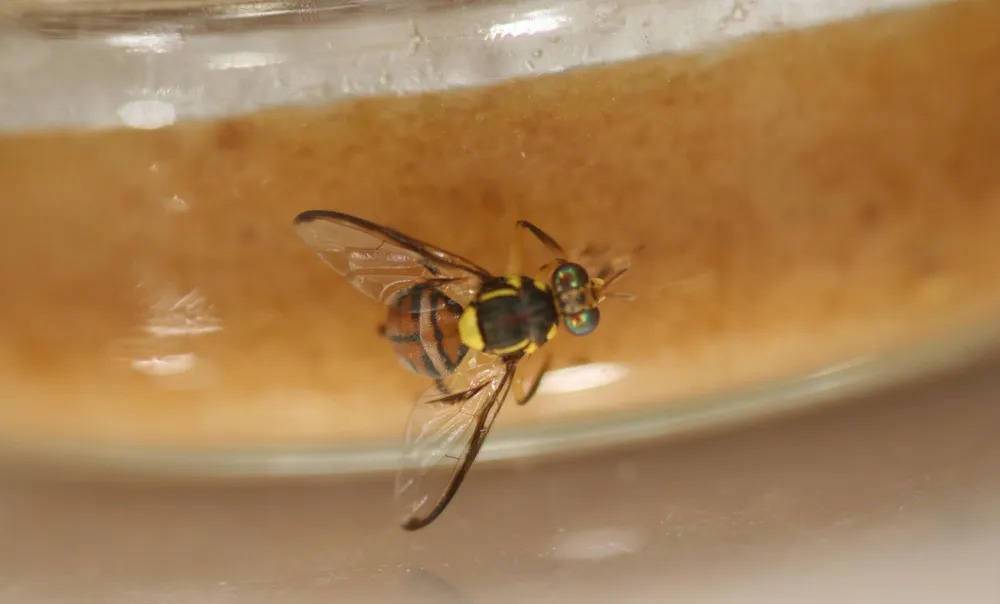 Entenda porque a 'mosca maldita' é uma das mais perigosas do mundo