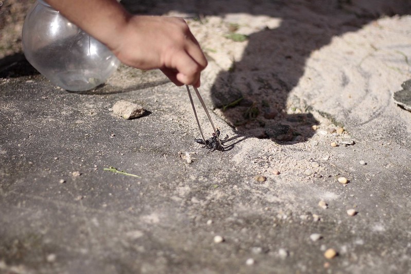 Centro de Zoonoses explica surgimento de escorpiões em Manaus