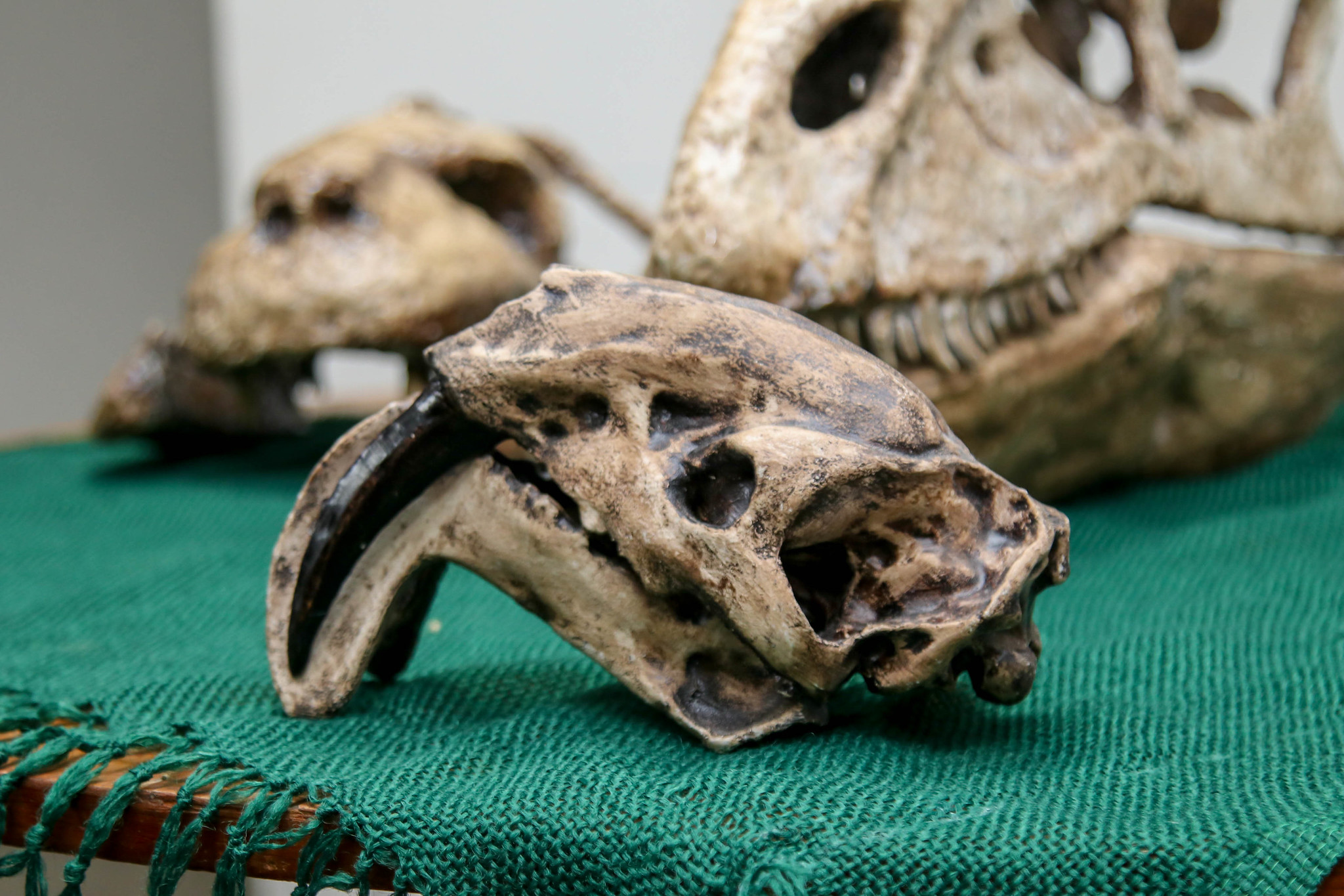 Manaus tem exposição de materiais fósseis com impressão 3D; confira