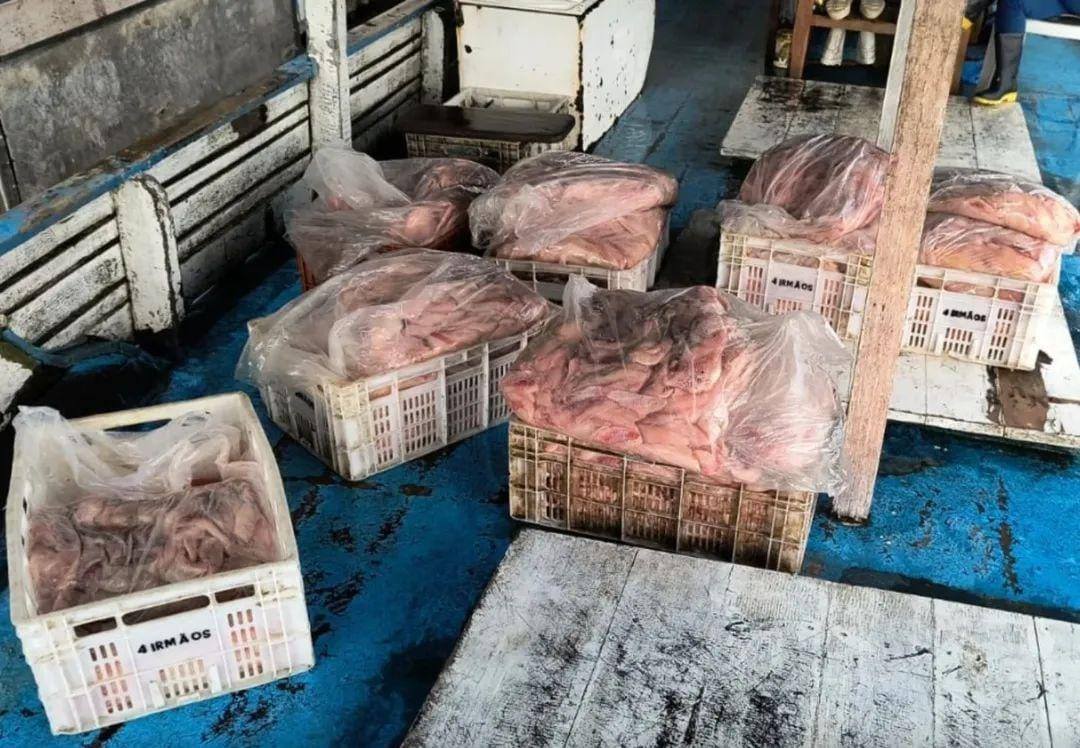 Vigilância Sanitária apreende mais de meia tonelada de peixe estragado em Manacapuru