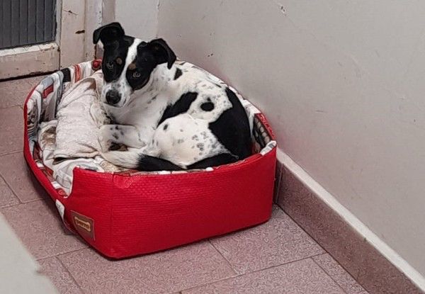 Cachorro será indenizado após ganhar ação judicial contra ex-tutor por maus-tratos 