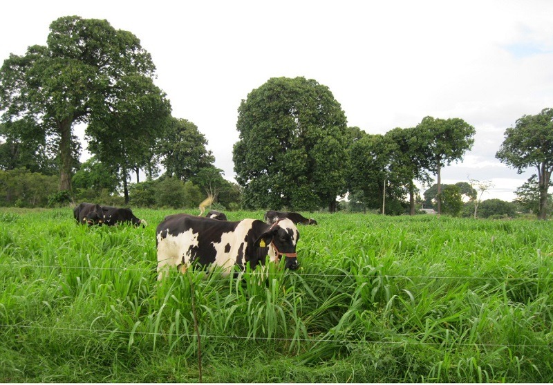 Inscrições abertas para curso sobre pecuária e pastagens no Amazonas; confira