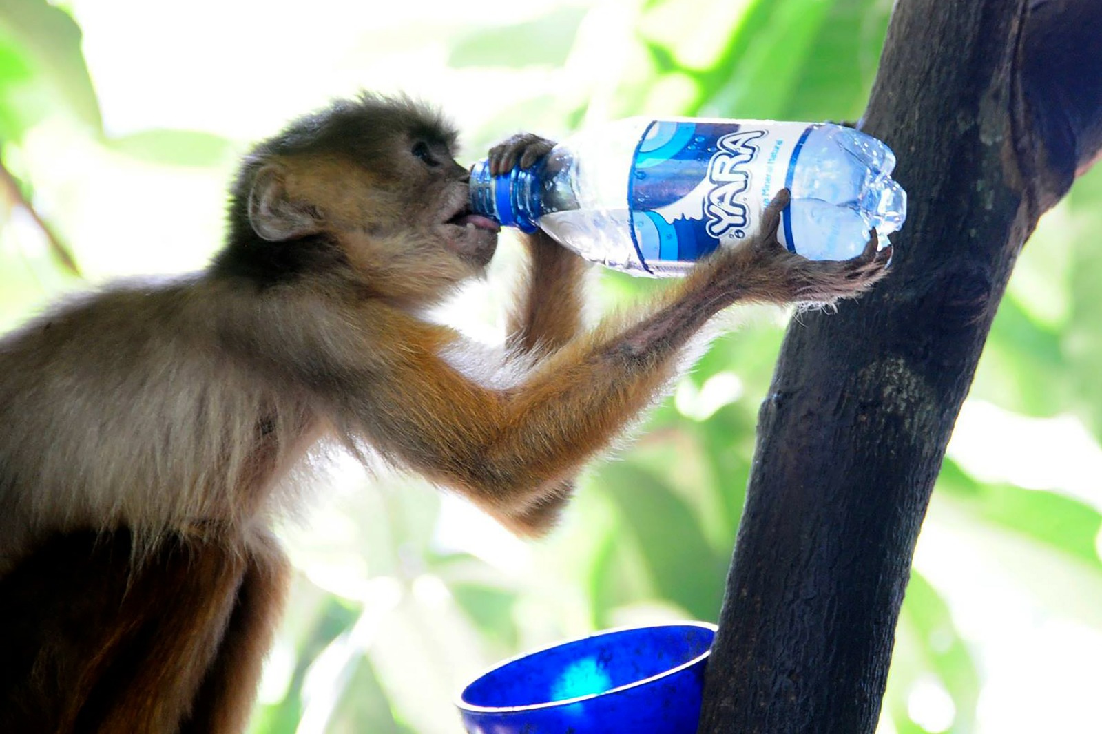 Mauro Smith leva exposição fotográfica 'Amazônia, Sentimentos e Percepções' ao Studio 5