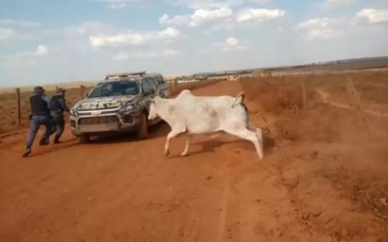 Vídeo: Vaca põe policiais para correr após ser libertada