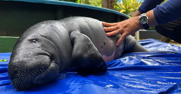 Chegada de 7º filhote de peixe-boi da Amazônia em menos de 3 meses preocupa pesquisadores
