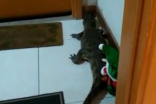 Jacaré surge do nada em porta de apartamento de luxo no Rio de Janeiro; veja vídeo