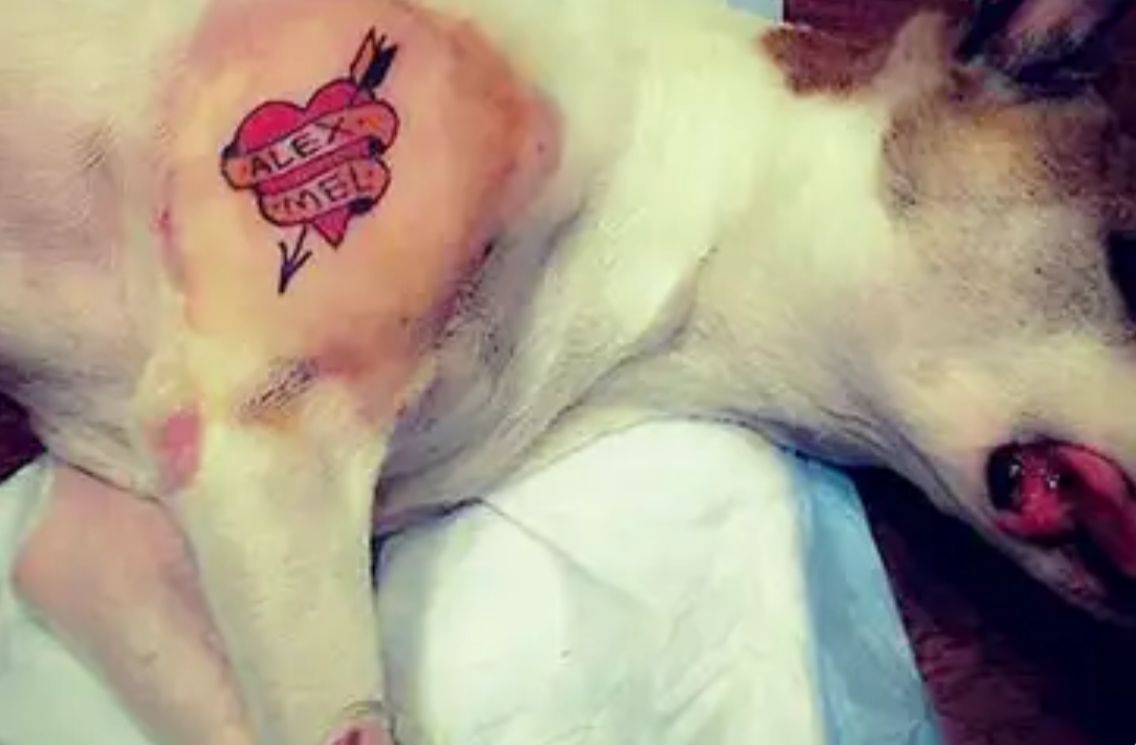 Governo sanciona lei que proíbe tatuagens e piercings em cães e gatos