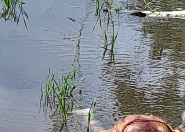 Com golpe nas costas, corpo de homem é encontrado boiando em rio no Amazonas