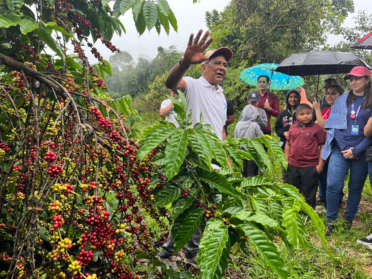 Agricultores da ASA comemoram primeira colheita de café no Amazonas