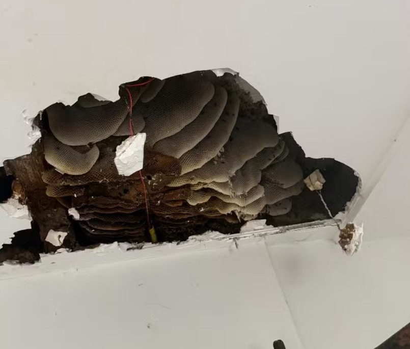 Após ataque de abelhas, família descobre colmeia gigante no teto de apartamento no ES