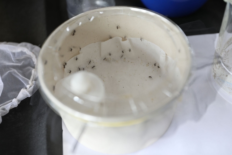 Sobe número de casos de dengue, oropouche e mayaro em Manaus