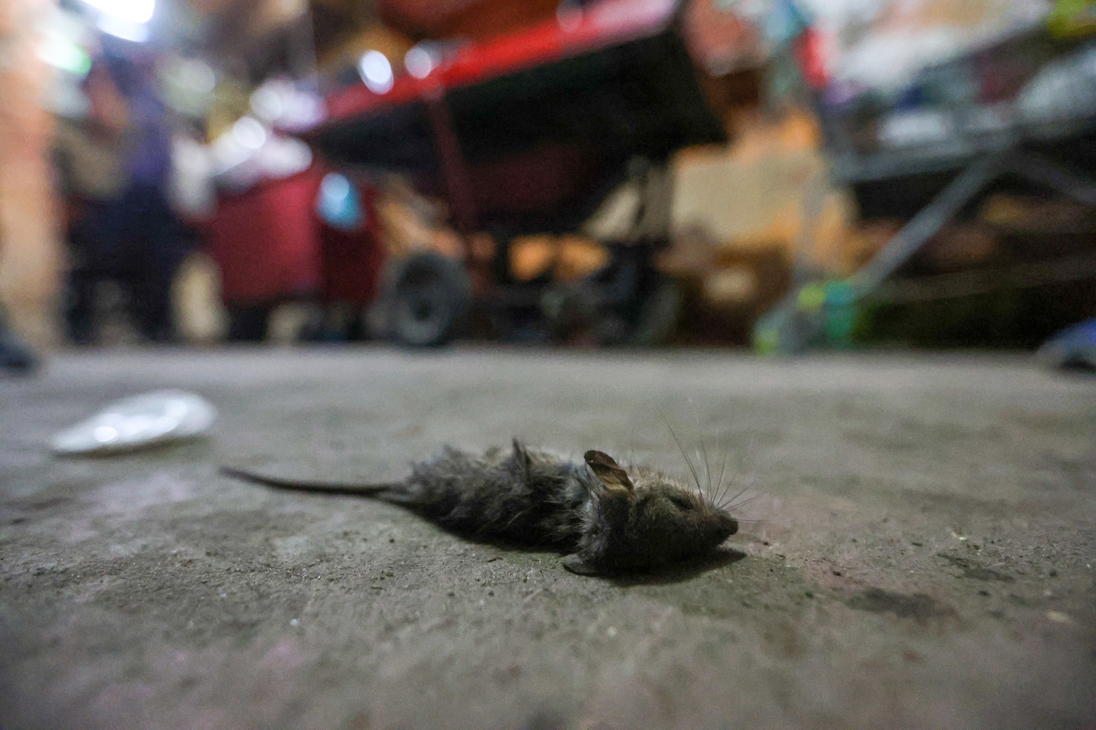 Produtos vencidos e armazenados em meio a ratos são apreendidos no centro de Manaus