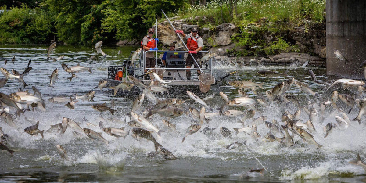 Cercas elétricas estão sendo usadas em rios para combater 'peixes canibais'