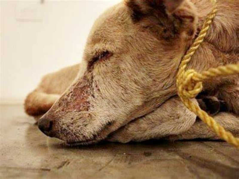 Homem que chutou cachorro é condenado a colaborar financeiramente com entidade