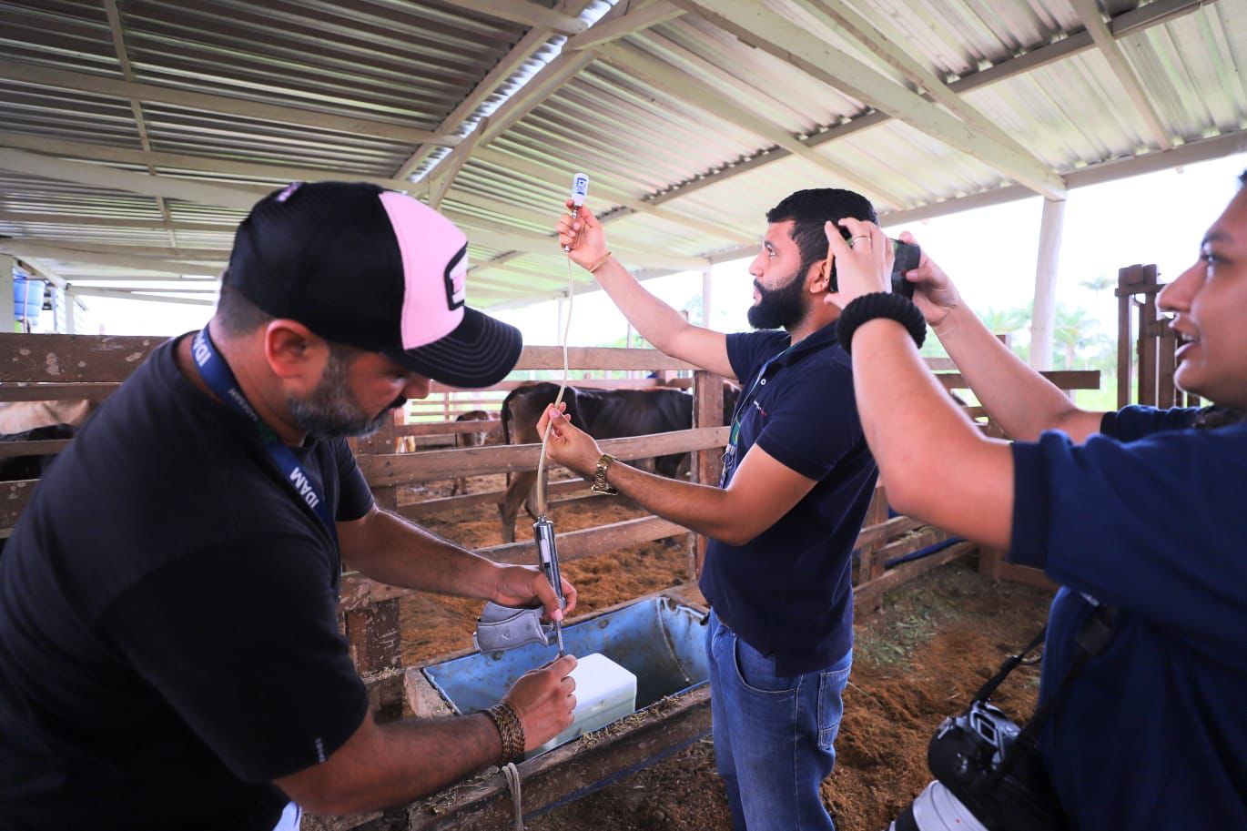 Amazonas alerta sobre fim do prazo de notificação da vacinação contra febre aftosa