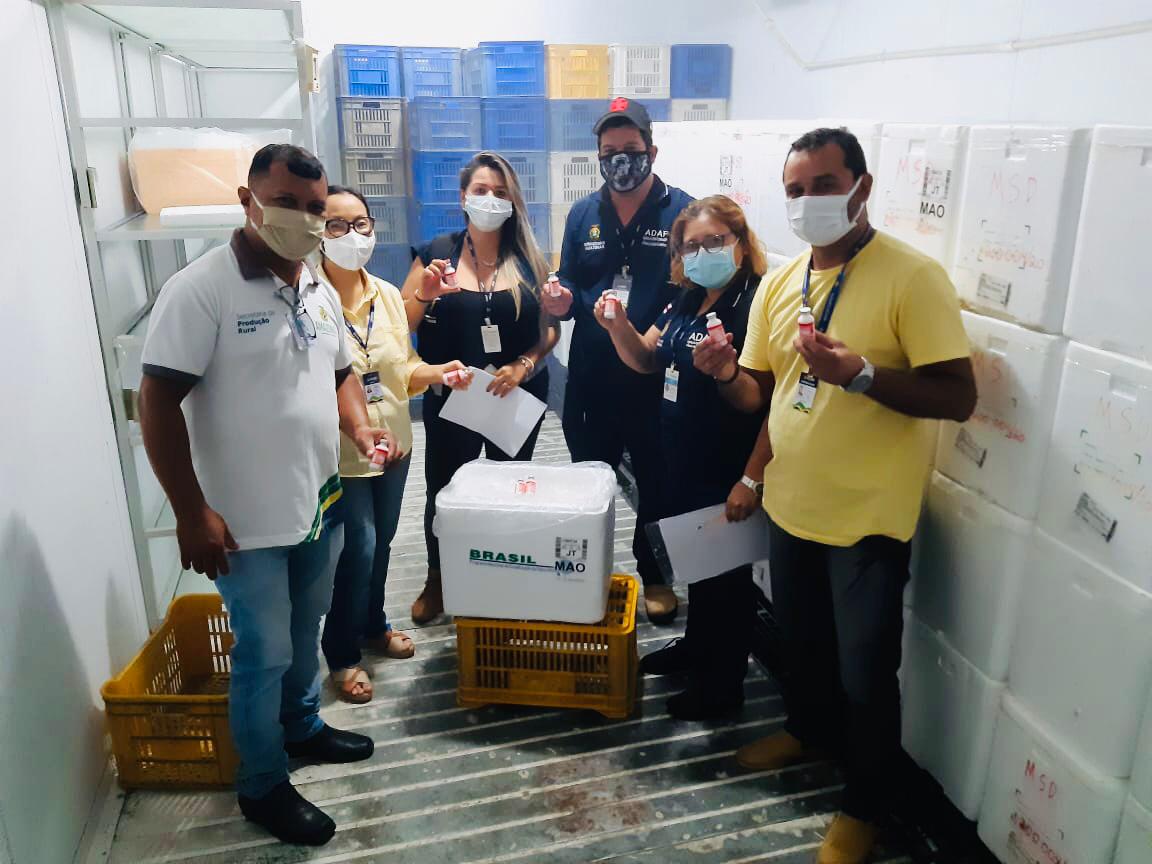 Adaf fiscaliza recebimento de doses da vacina contra febre aftosa em Manaus