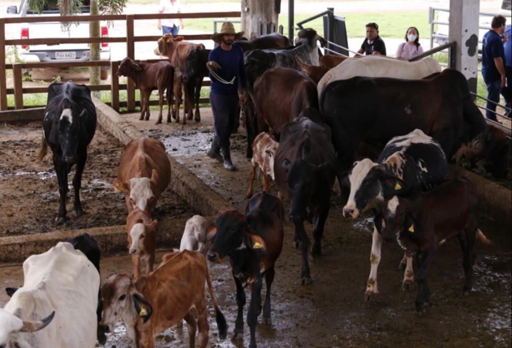 Adaf inicia 2ª etapa da campanha Amazonas Sem Febre Aftosa