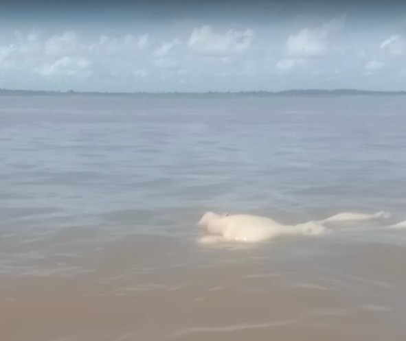 Devorado por peixes, corpo de homem é achado boiando no rio em Manacapuru