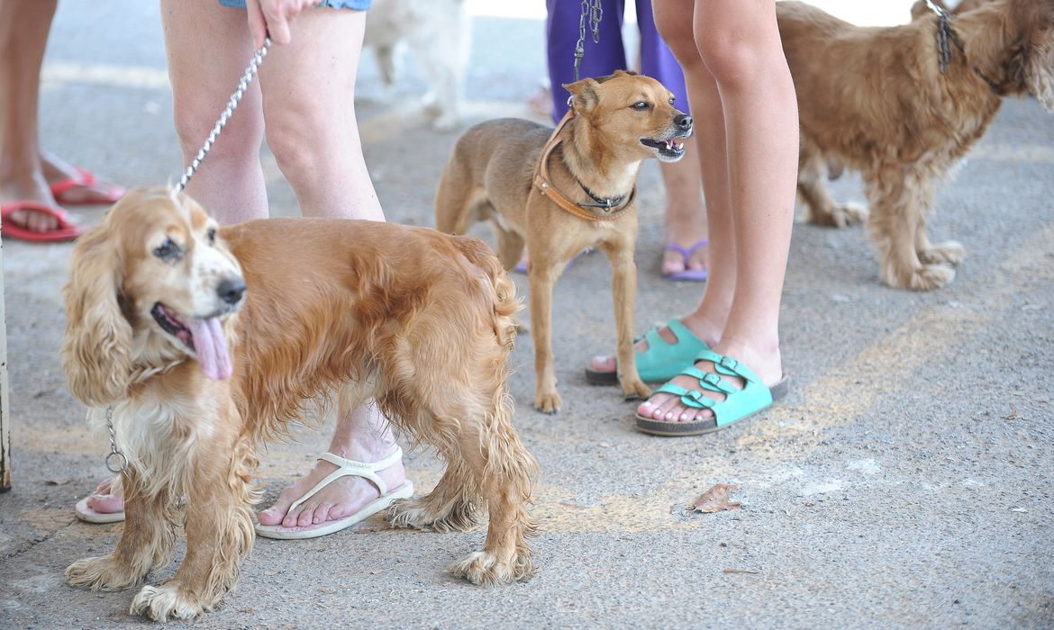Fiocruz identifica anticorpos contra coronavírus em cão e gato