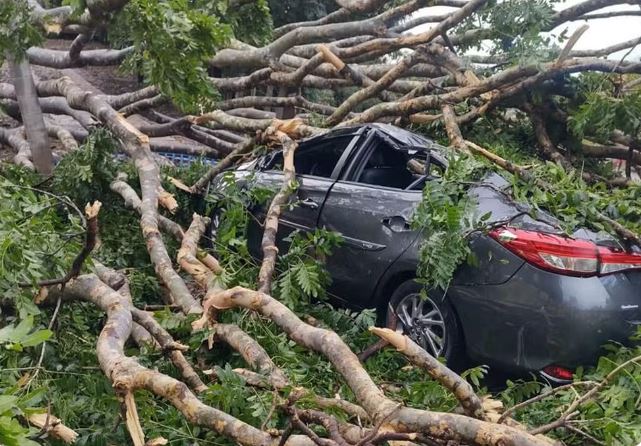 Homem morre após ser atingido por árvore ao abrir portão de casa