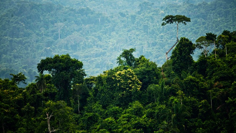Indígenas da Amazônia exigem na Cop26 que financiamento chegue às comunidades tradicionais