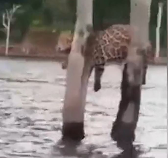 Barqueiro flagra onça-pintada pendurada entre árvores no meio de lago no Amazonas
