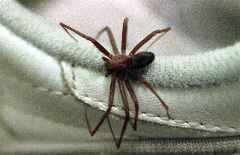 Mulher sofre necrose no seio após picada de aranha-marrom em SC