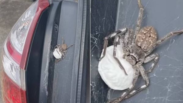 Homem se espanta ao encontrar aranha-caçadora com ovos de 200 filhotes no porta-malas do carro