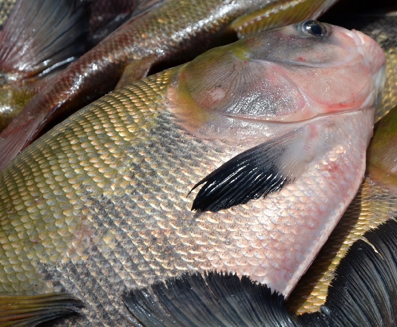 FVS orienta sobre consumo de peixes após surto da doença da urina preta no Amazonas