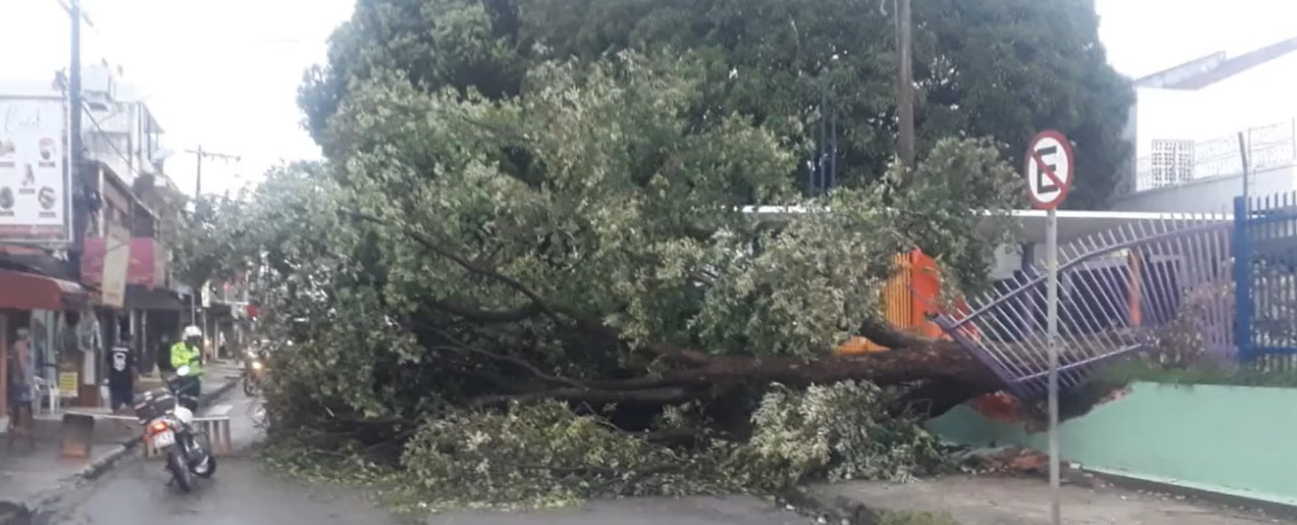 Árvore cai durante chuva e rua fica completamente interditada em Manaus