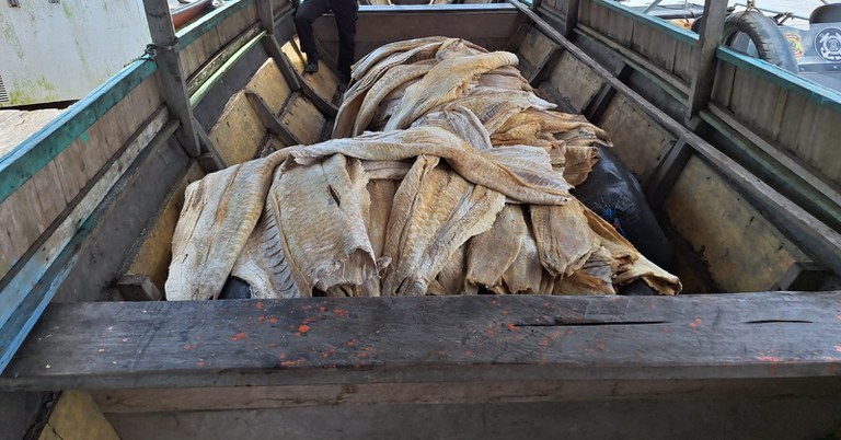 PF encontra duas toneladas de pirarucu ilegal em abordagem a flutuante no Amazonas