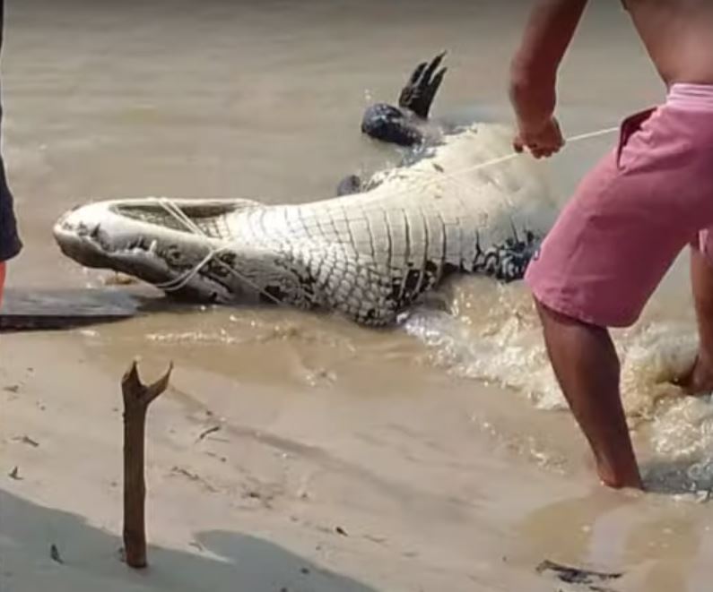 Pescador tem perna mutilada ao ser atacado por jacaré de 3 metros no Amazonas
