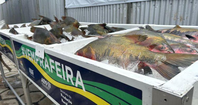 Feirão do Pescado com preços populares continua nesta quinta e sexta-feira em Manaus
