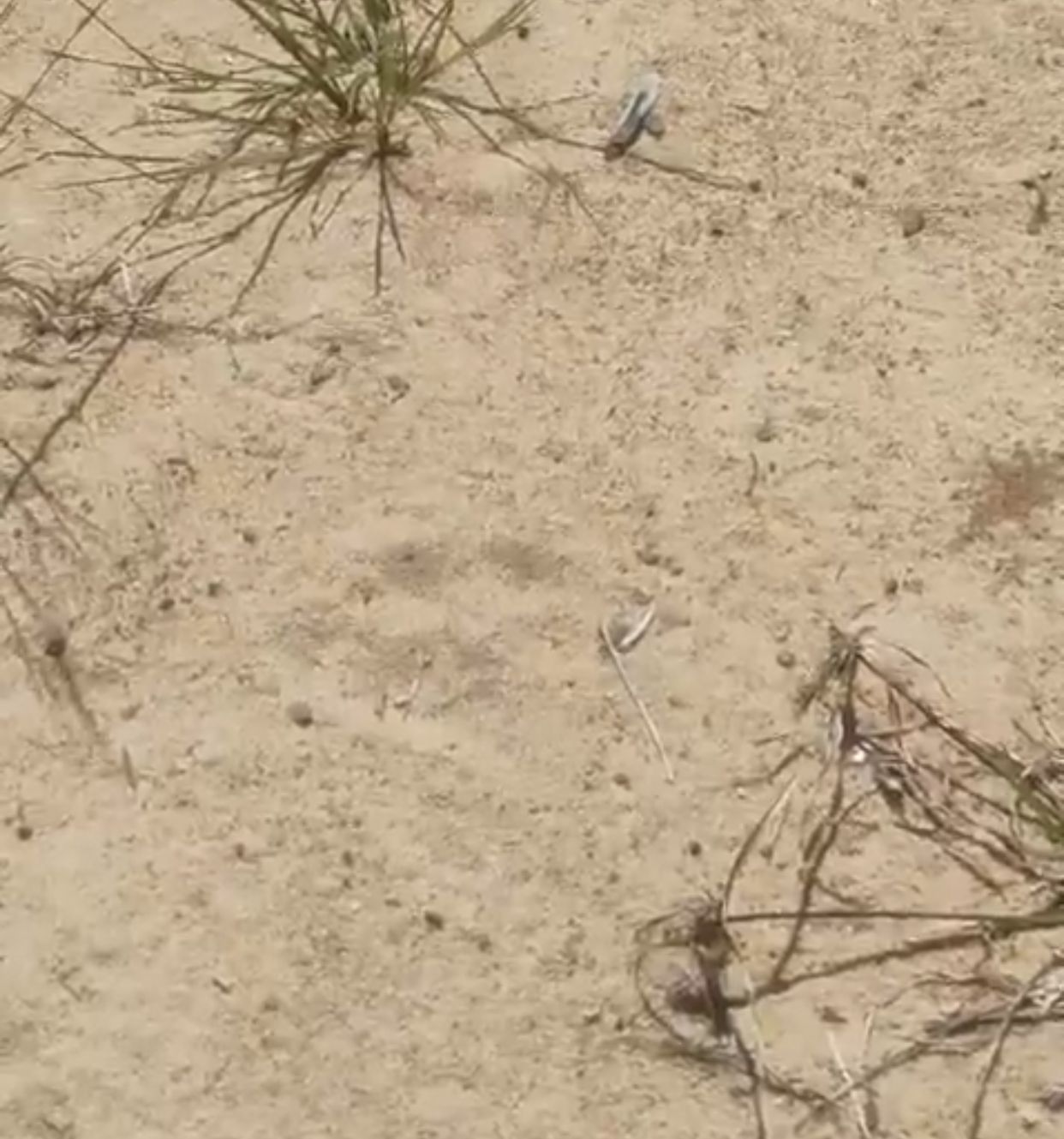 Rastros de onça geram apreensão entre moradores de Iranduba