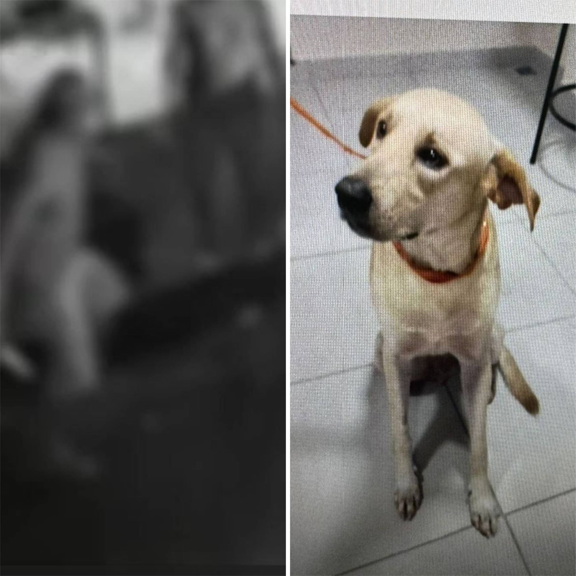 Homem que matou cachorro tem passagens por latrocínio e violência doméstica