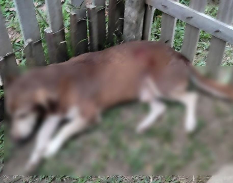 Homem é preso após atirar com rifle no cachorro da vizinha no Amazonas