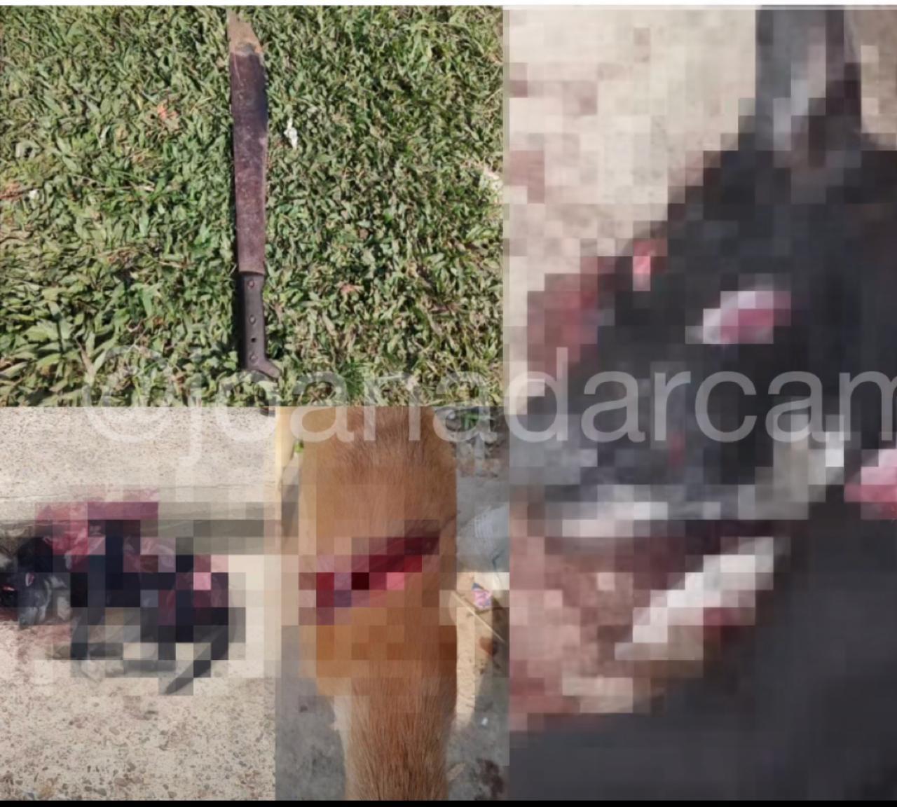 Cachorro é esquartejado e outro é ferido com golpes de terçado em Japurá